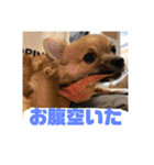 チワワの豆彦（個別スタンプ：5）