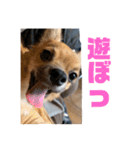 チワワの豆彦（個別スタンプ：7）