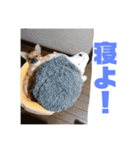 チワワの豆彦（個別スタンプ：8）