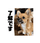 チワワの豆彦（個別スタンプ：9）