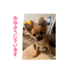 チワワの豆彦（個別スタンプ：11）