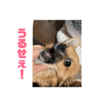 チワワの豆彦（個別スタンプ：12）