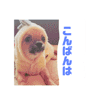 チワワの豆彦（個別スタンプ：13）