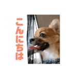 チワワの豆彦（個別スタンプ：14）