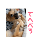 チワワの豆彦（個別スタンプ：15）