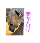 チワワの豆彦（個別スタンプ：16）