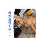 チワワの豆彦（個別スタンプ：17）