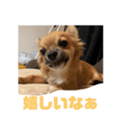 チワワの豆彦（個別スタンプ：19）
