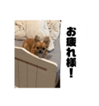 チワワの豆彦（個別スタンプ：22）