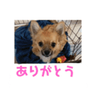 チワワの豆彦（個別スタンプ：24）