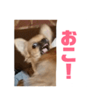 チワワの豆彦（個別スタンプ：26）