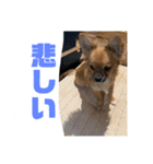 チワワの豆彦（個別スタンプ：27）