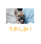 チワワの豆彦（個別スタンプ：28）