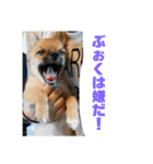 チワワの豆彦（個別スタンプ：29）