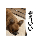 チワワの豆彦（個別スタンプ：30）