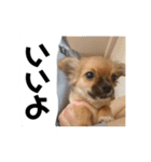 チワワの豆彦（個別スタンプ：31）