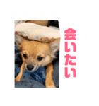 チワワの豆彦（個別スタンプ：32）
