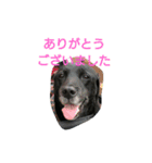 ルチミミ3（個別スタンプ：4）