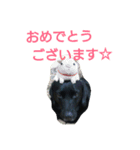 ルチミミ3（個別スタンプ：5）