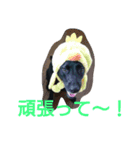 ルチミミ3（個別スタンプ：12）