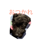 癒しのポメプー（個別スタンプ：1）