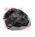 癒しのポメプー（個別スタンプ：2）