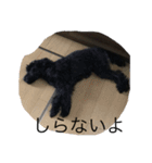 癒しのポメプー（個別スタンプ：5）
