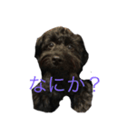 癒しのポメプー（個別スタンプ：7）