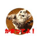 ねこスタンプ(サニー)（個別スタンプ：1）