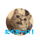 ねこスタンプ(サニー)（個別スタンプ：2）
