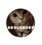 ねこスタンプ(サニー)（個別スタンプ：3）