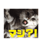 ねこスタンプ(サニー)（個別スタンプ：4）