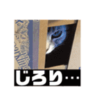 ねこスタンプ(サニー)（個別スタンプ：6）