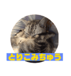 ねこスタンプ(サニー)（個別スタンプ：7）