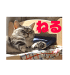 ねこスタンプ(サニー)（個別スタンプ：8）