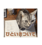 ねこスタンプ(サニー)（個別スタンプ：9）
