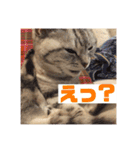 ねこスタンプ(サニー)（個別スタンプ：10）