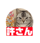 ねこスタンプ(サニー)（個別スタンプ：11）