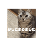 ねこスタンプ(サニー)（個別スタンプ：12）