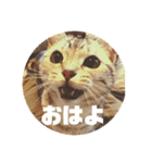 ねこスタンプ(サニー)（個別スタンプ：13）