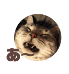 ねこスタンプ(サニー)（個別スタンプ：14）