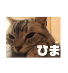 ねこスタンプ(サニー)（個別スタンプ：15）