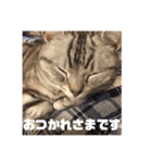 ねこスタンプ(サニー)（個別スタンプ：16）
