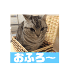 ねこスタンプ(サニー)（個別スタンプ：17）