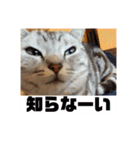 ねこスタンプ(サニー)（個別スタンプ：19）