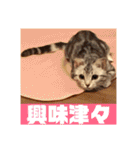 ねこスタンプ(サニー)（個別スタンプ：20）