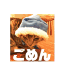 ねこスタンプ(サニー)（個別スタンプ：21）