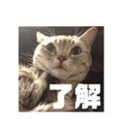 ねこスタンプ(サニー)（個別スタンプ：22）