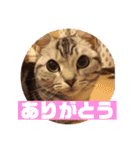 ねこスタンプ(サニー)（個別スタンプ：23）