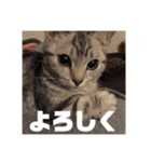 ねこスタンプ(サニー)（個別スタンプ：24）